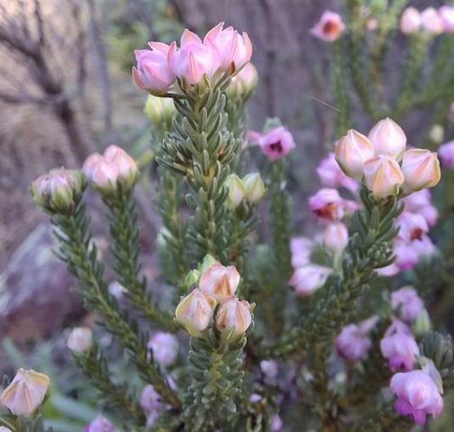 Erica baccans floral development